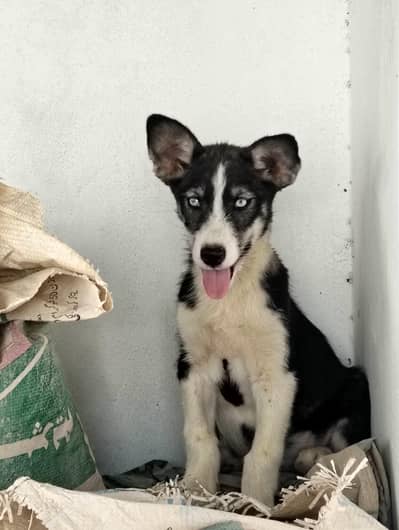 Blue Eyes Husky Mix Female Puppy 3 Months Healthy & Playful
