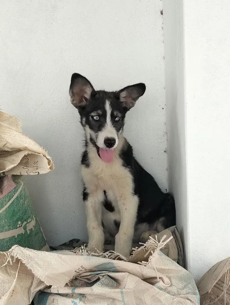 Blue Eyes Husky Mix Female Puppy 3 Months Healthy & Playful — photo 2