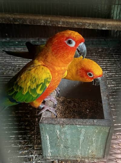 sun conur for sale