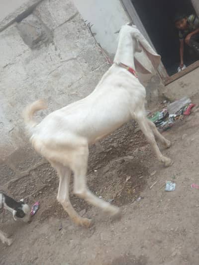 gulabi nasal bakri