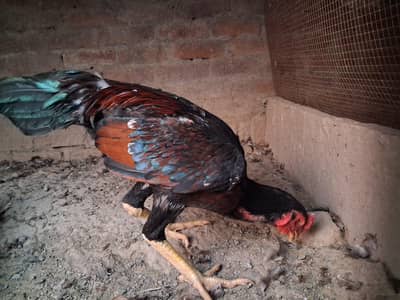 Aseel Shamo 3 female 1 male