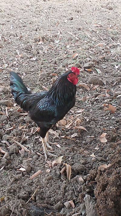 Aseel cock for sale in best price