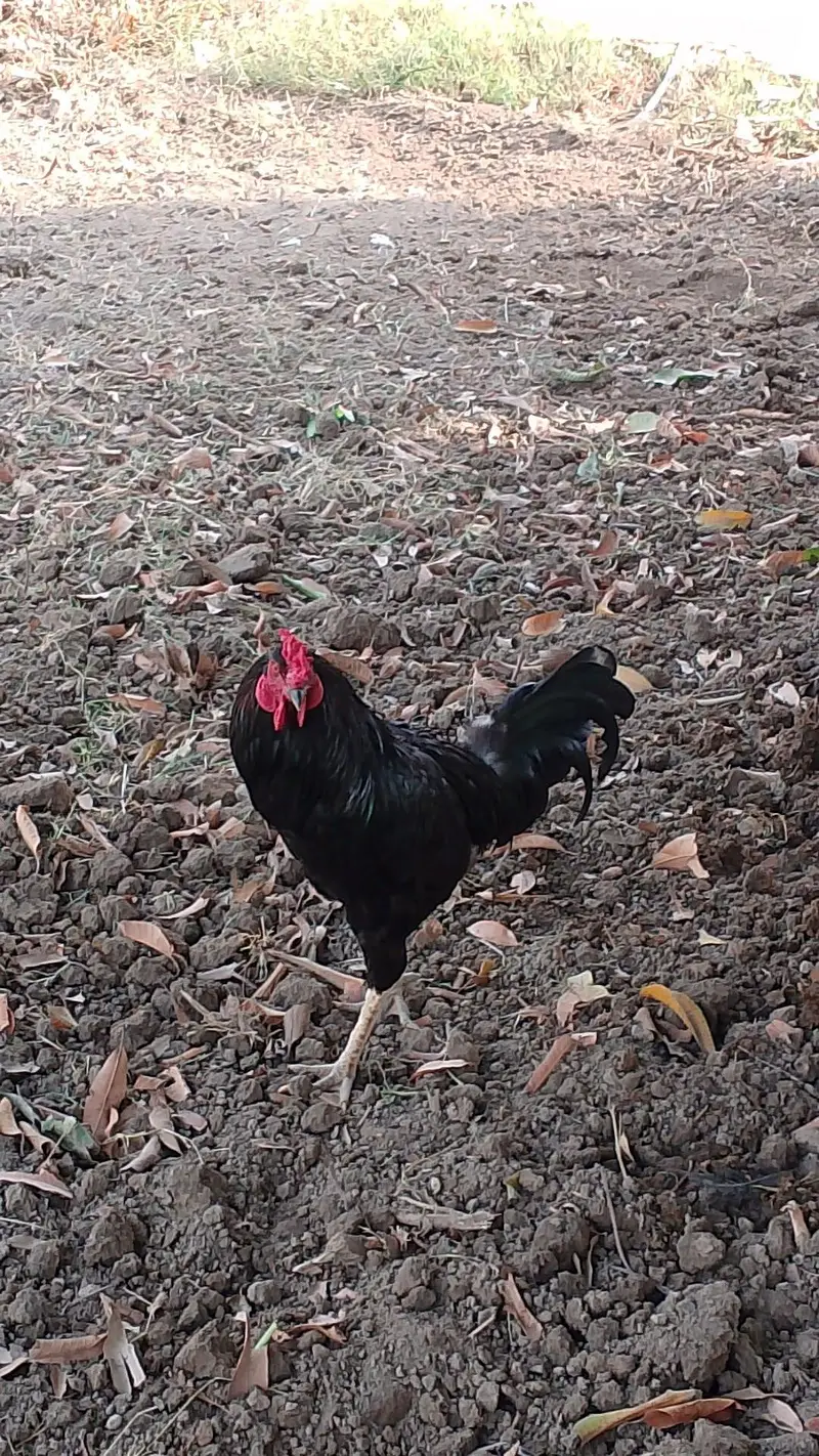 Aseel cock for sale in best price — photo 2