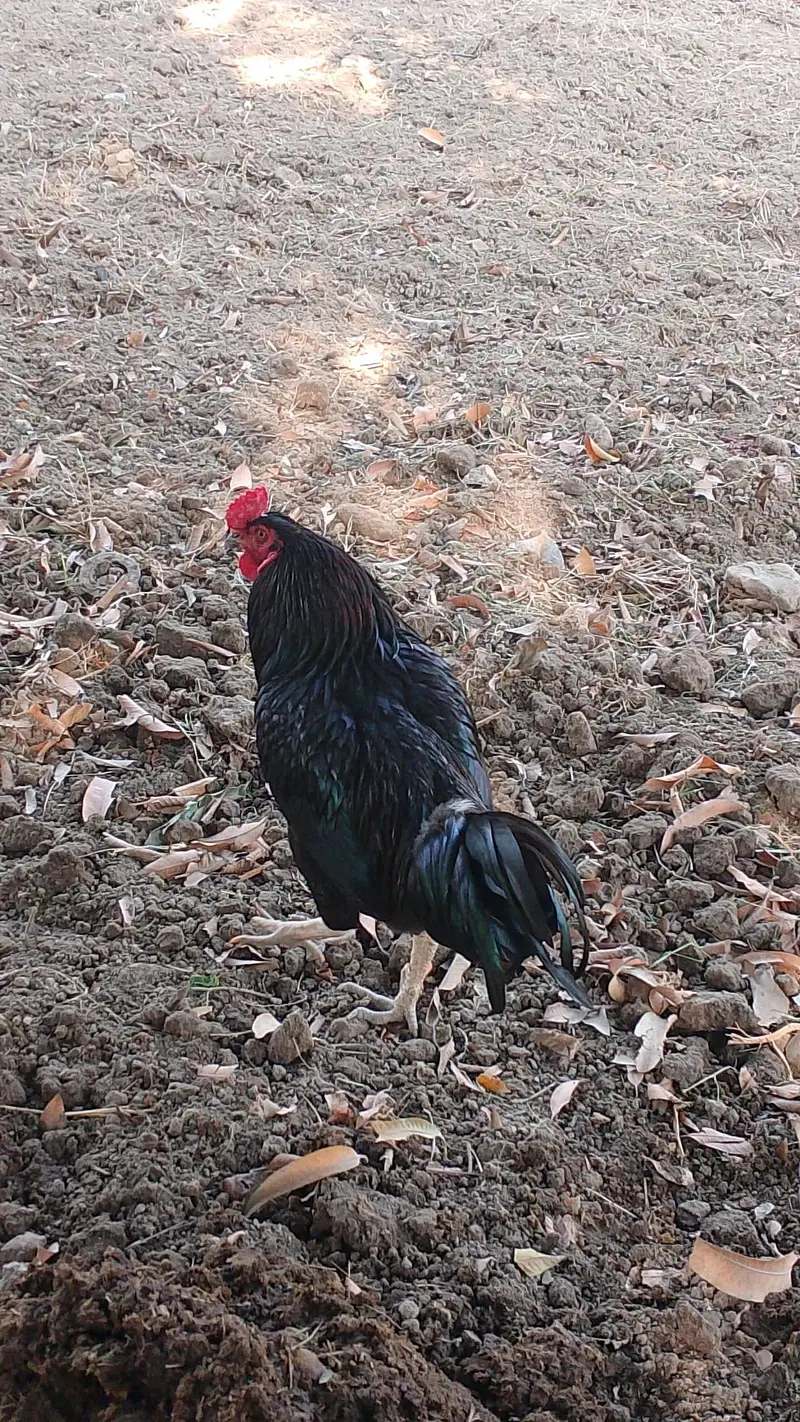 Aseel cock for sale in best price — photo 3