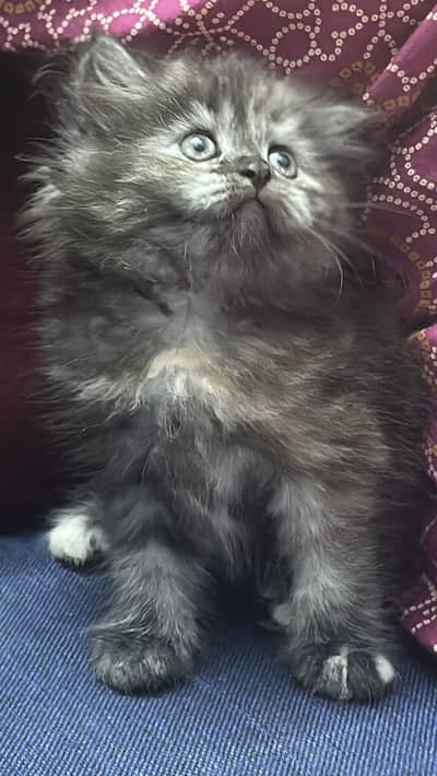 Punched Faced Persian Kitten