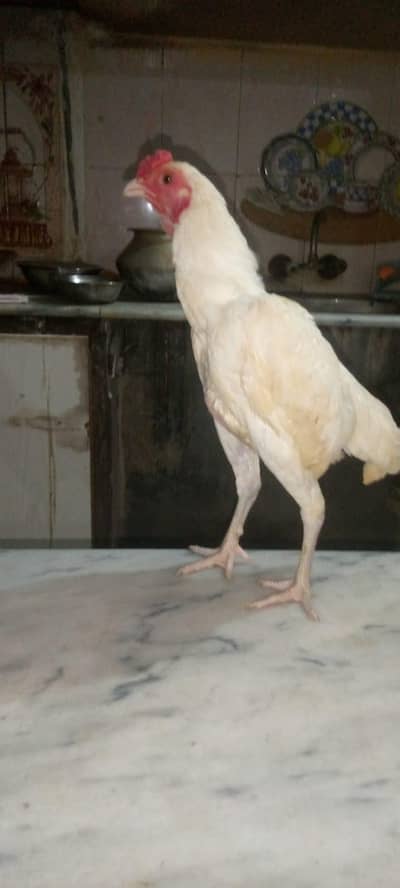 ko shamo 03186299278