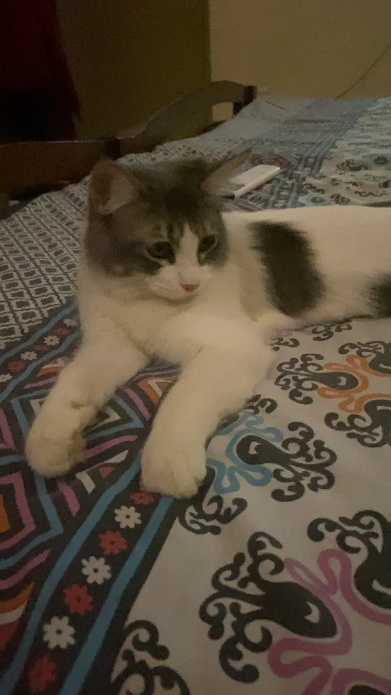 Full fur Persian cat ( pet ) — photo 3