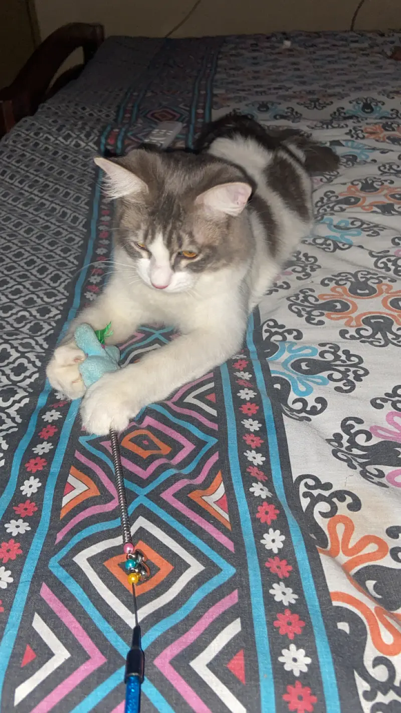 Full fur Persian cat ( pet ) — photo 4