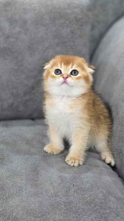 SCOTTISH FOLD GOLD AND SILVER KITTEN