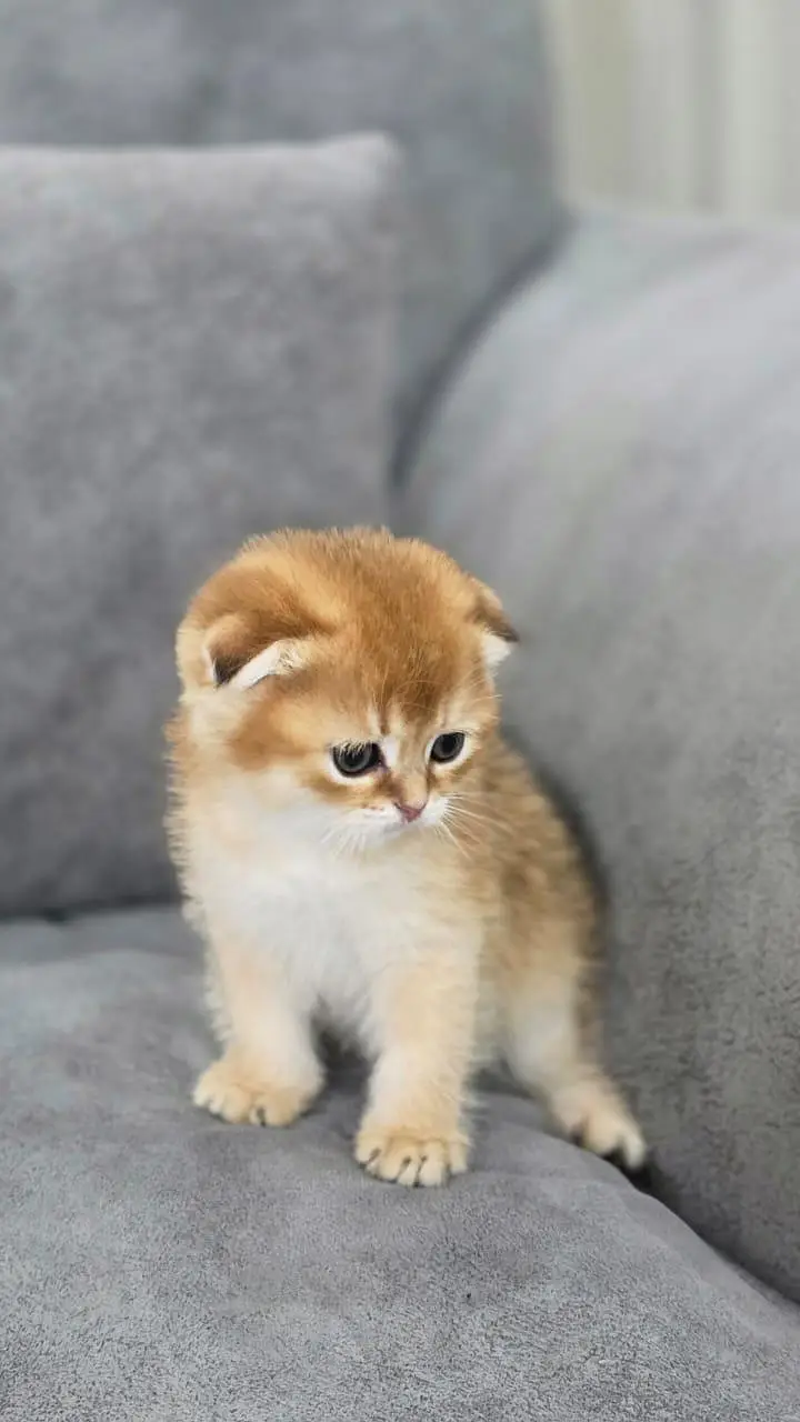 SCOTTISH FOLD GOLD AND SILVER KITTEN — photo 2