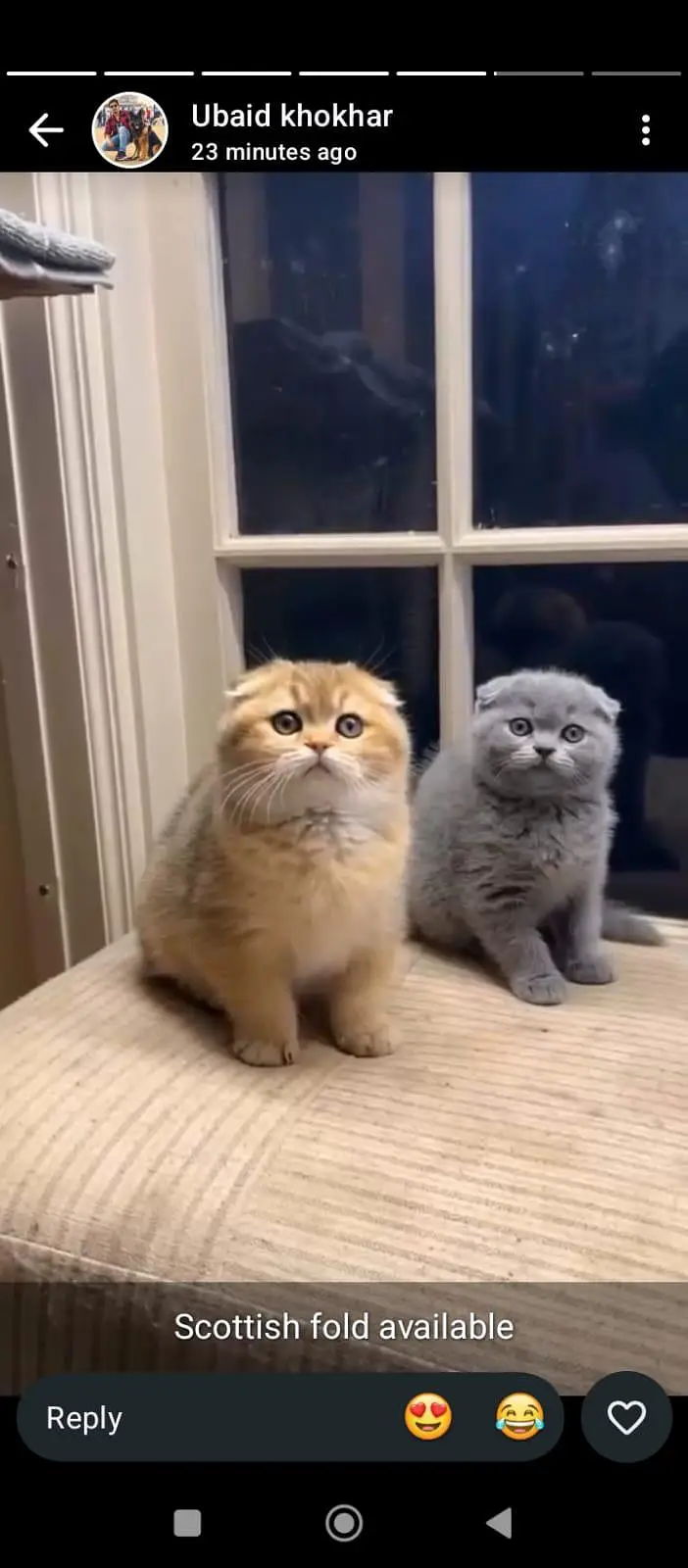 SCOTTISH FOLD GOLD AND SILVER KITTEN — photo 3