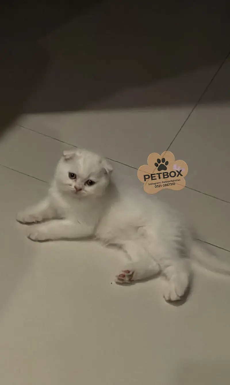 SCOTTISH FOLD GOLD AND SILVER KITTEN — photo 4