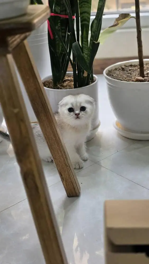 SCOTTISH FOLD GOLD AND SILVER KITTEN — photo 5
