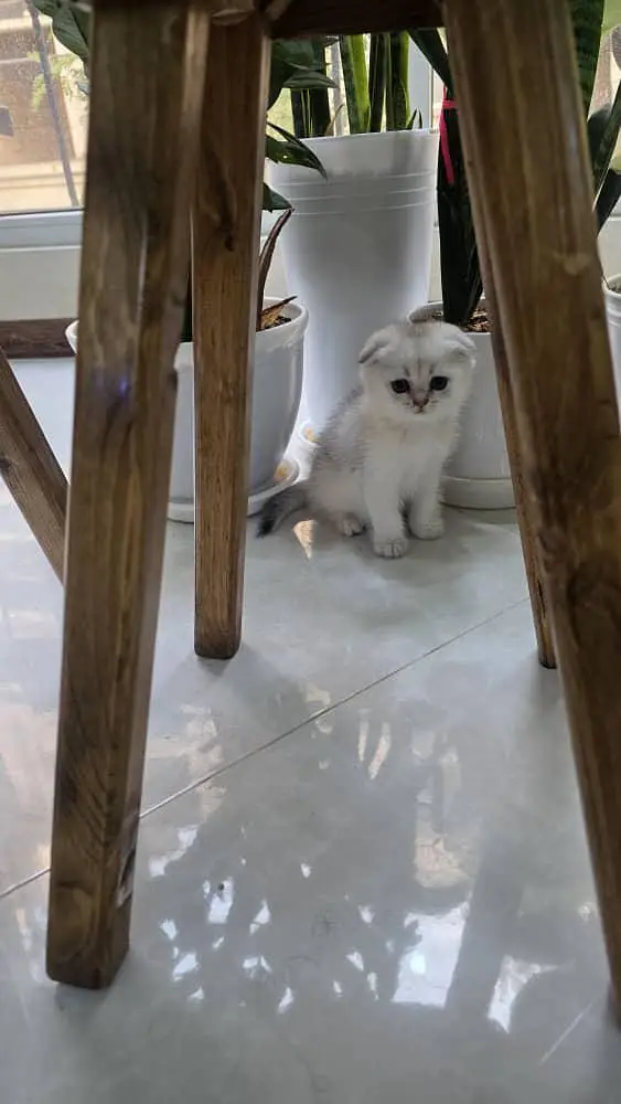 SCOTTISH FOLD GOLD AND SILVER KITTEN — photo 6