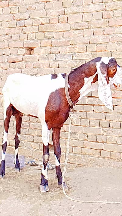 ablak Bakra bhut khubsort hai w8 me bhut acha hai
