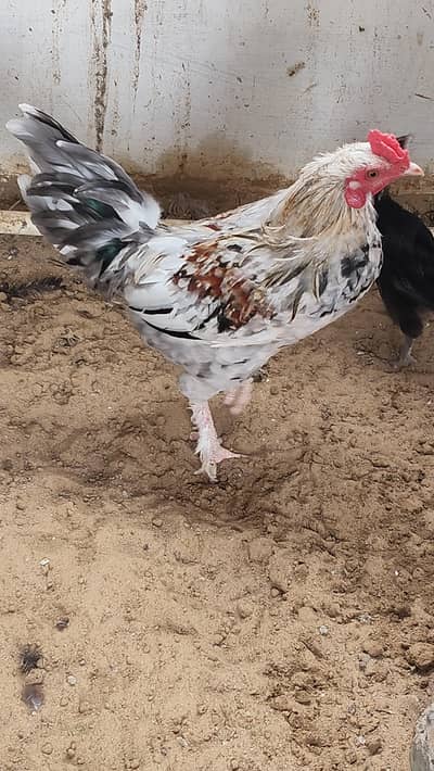 Young and Healthy Roosters for Sale