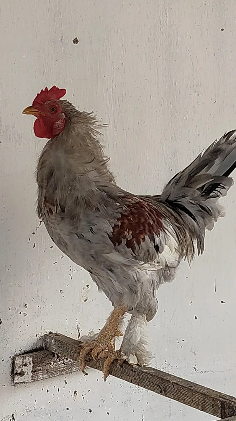 Young and Healthy Roosters for Sale — photo 2