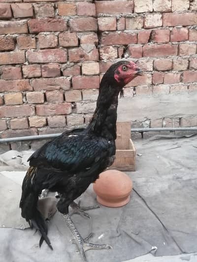 aseel patha