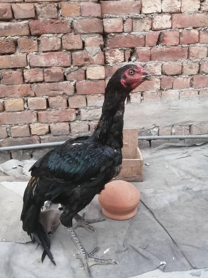 aseel patha 0