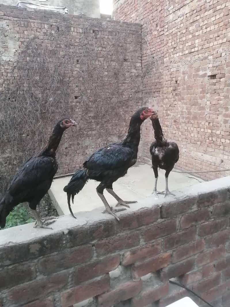 aseel patha 4