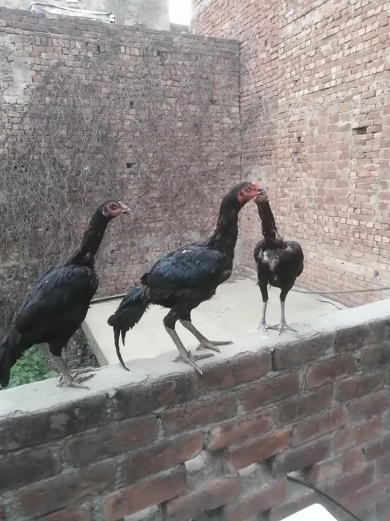 aseel patha — photo 5