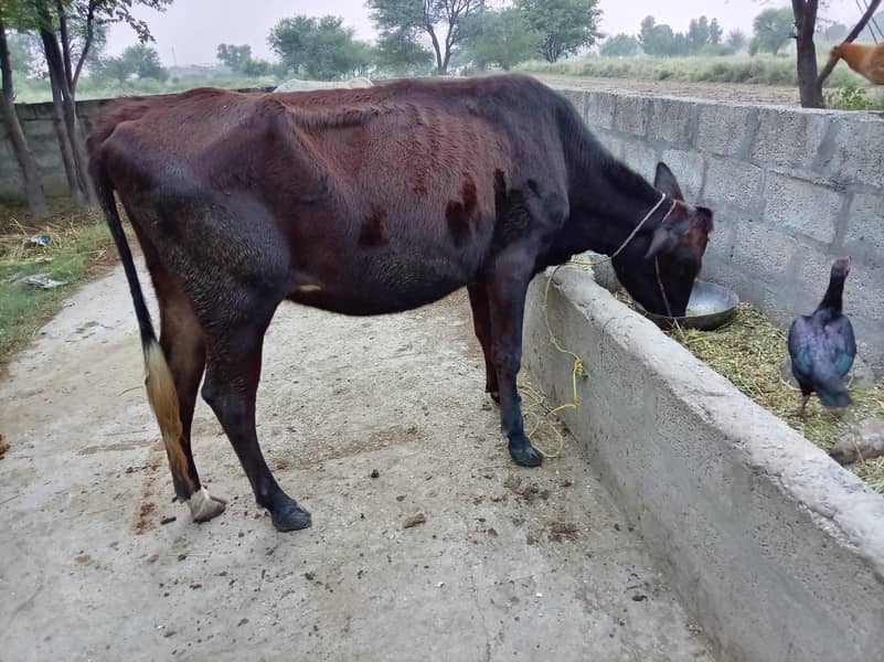 فریزیئن گابھن گائے برائے فروخت، دوسرا سو ویڑی، بہترین نسل 3