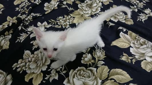 Persian cat