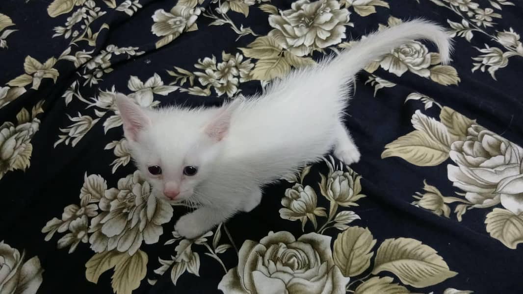 Persian cat 0