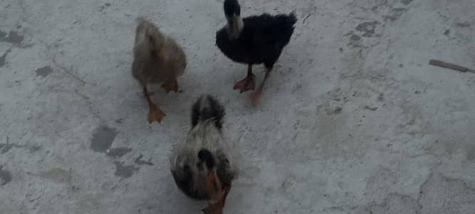 3 ducks 6 month age hay