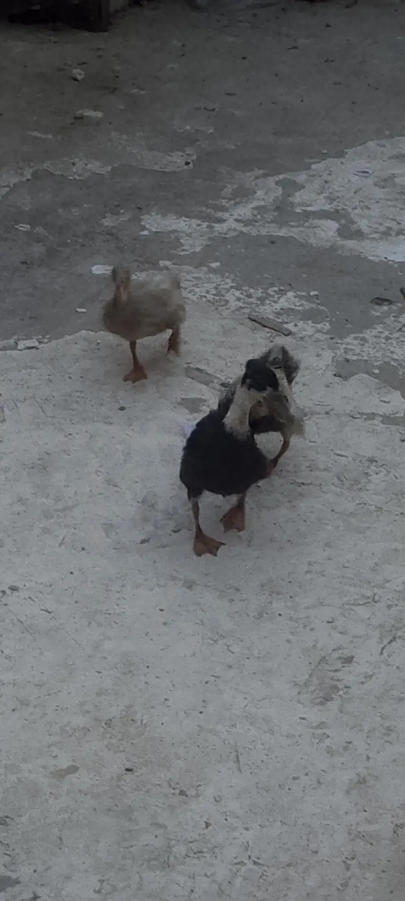 3 ducks 6 month age hay — photo 2