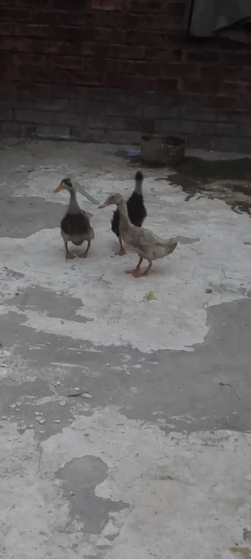 3 ducks 6 month age hay — photo 3