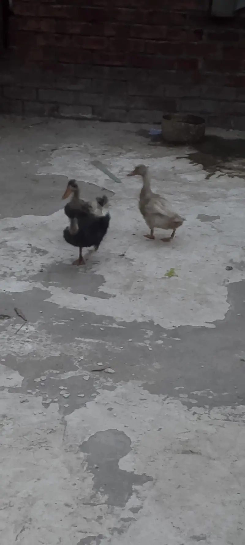 3 ducks 6 month age hay — photo 4