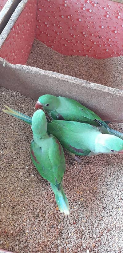 raw parrot Chicks