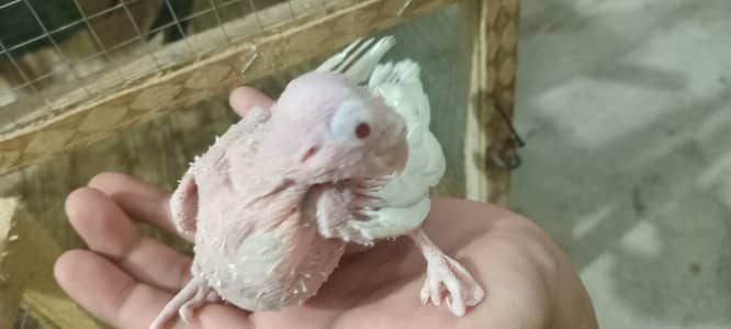 red eye cocktail 30days male female unknown for sell