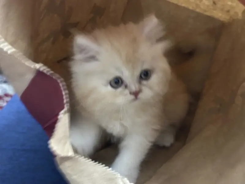 Punched Faced Persian Kitten — photo 2