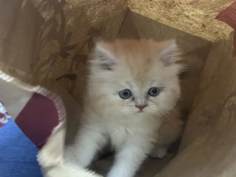 Punched Faced Persian Kitten — photo 3