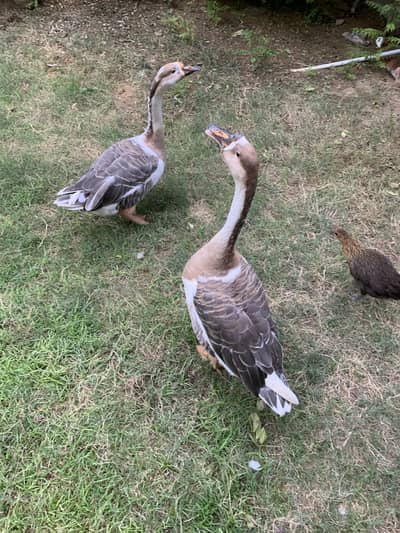 Hans Pair for Sale