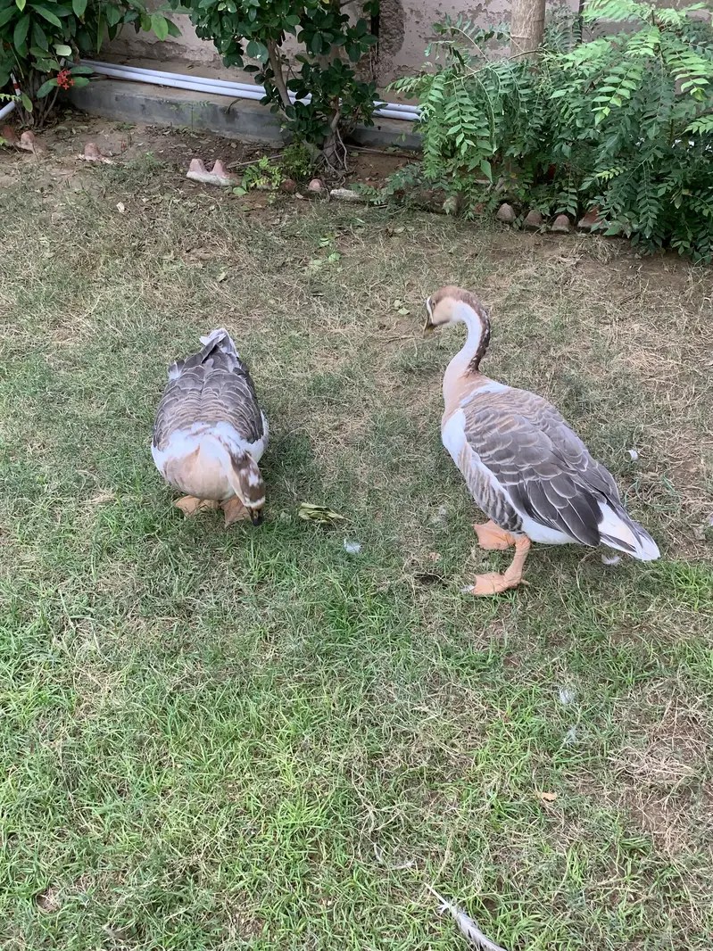 Hans Pair for Sale — photo 2