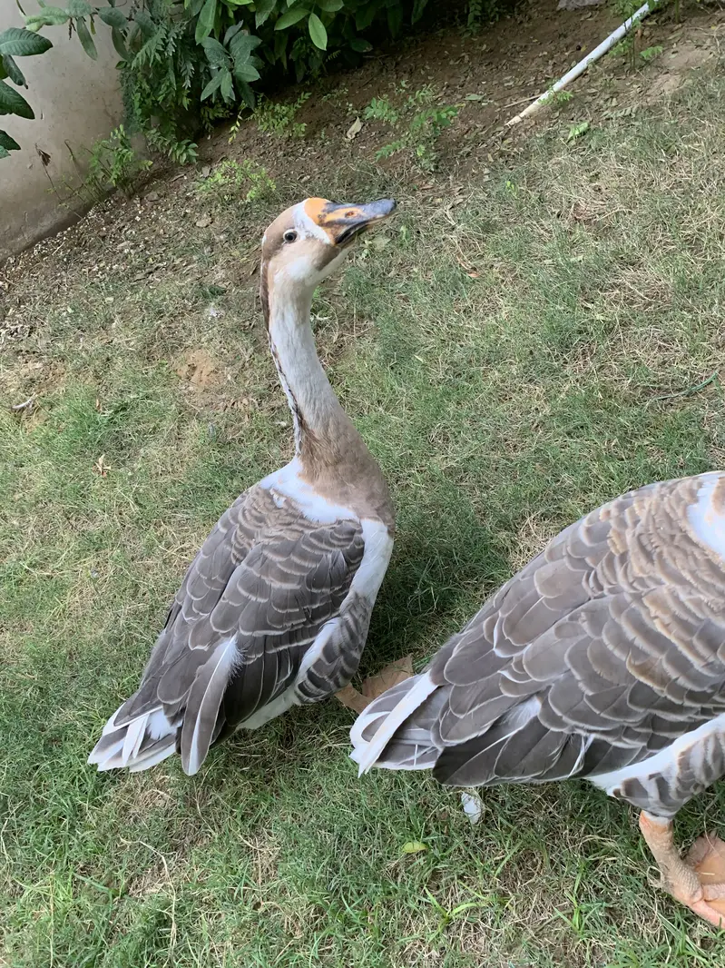 Hans Pair for Sale — photo 3
