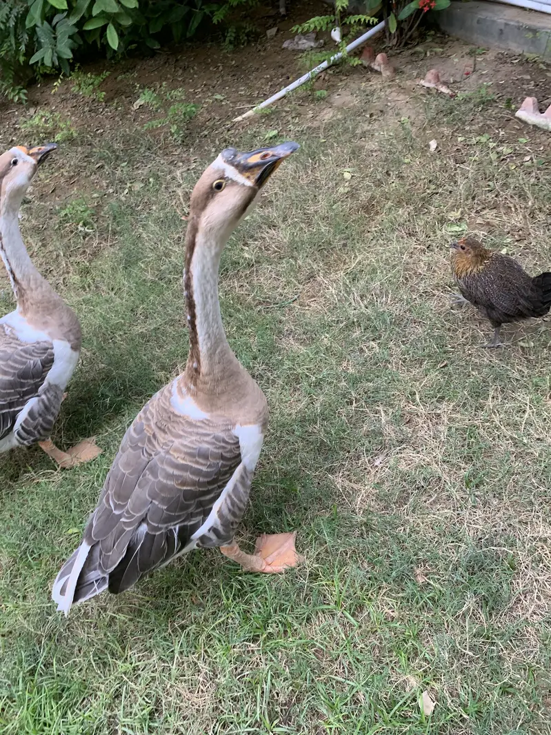 Hans Pair for Sale — photo 4