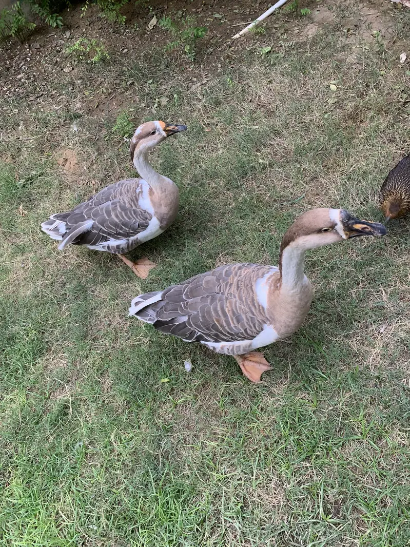Hans Pair for Sale — photo 5