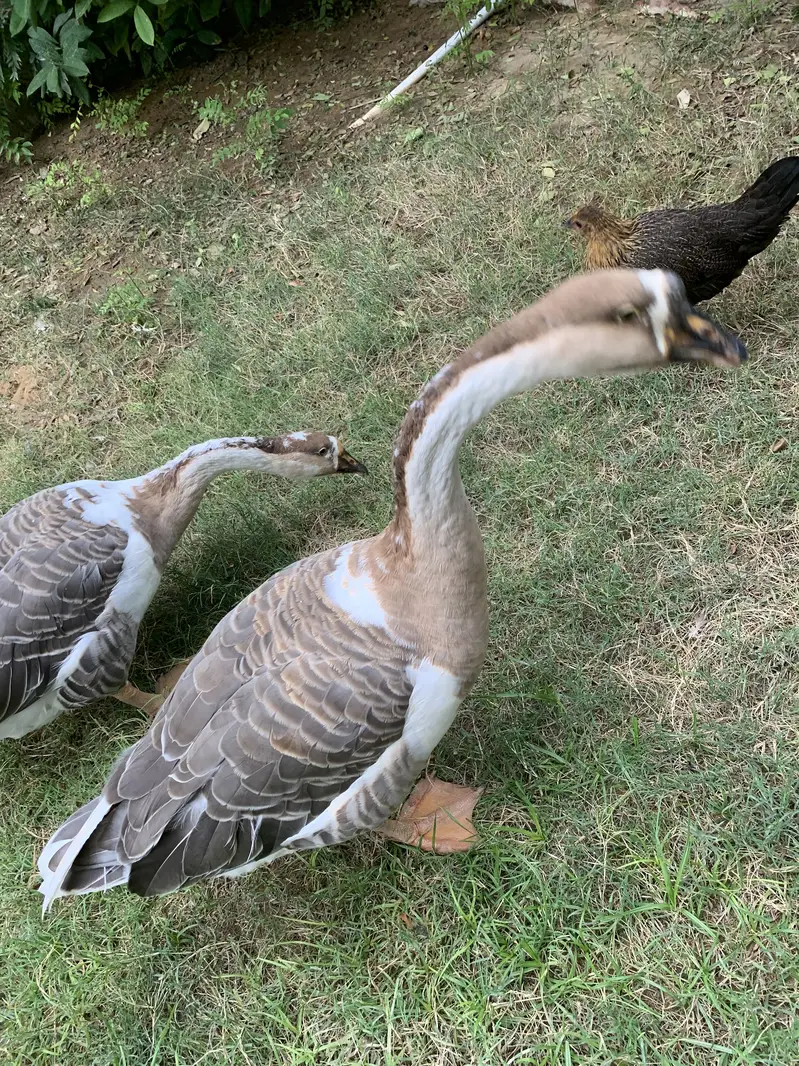 Hans Pair for Sale — photo 6