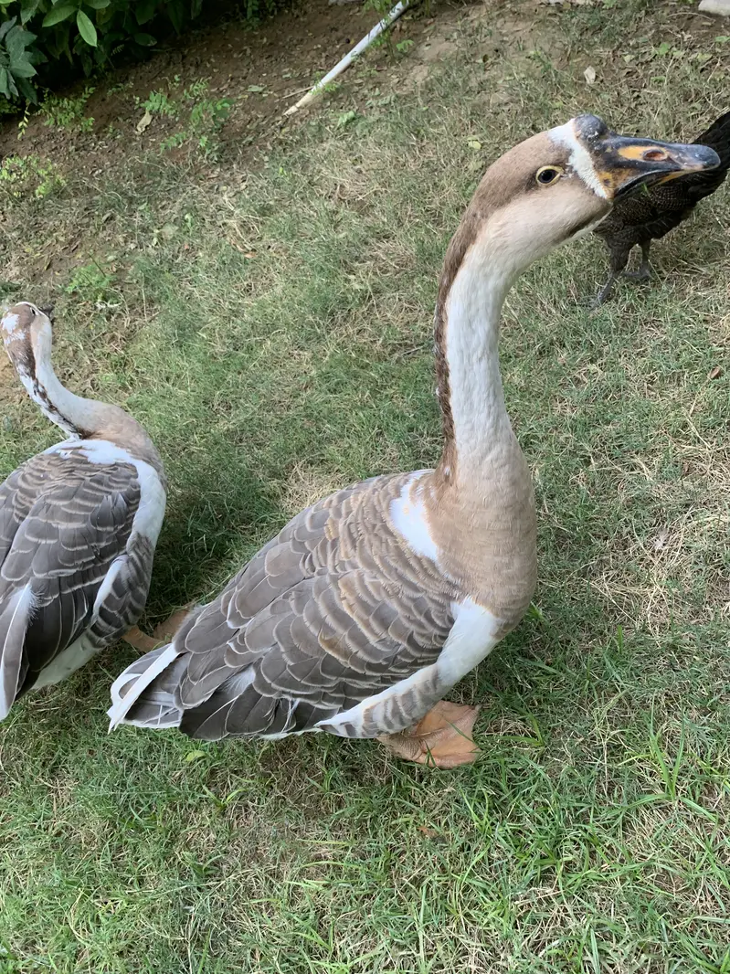 Hans Pair for Sale — photo 7