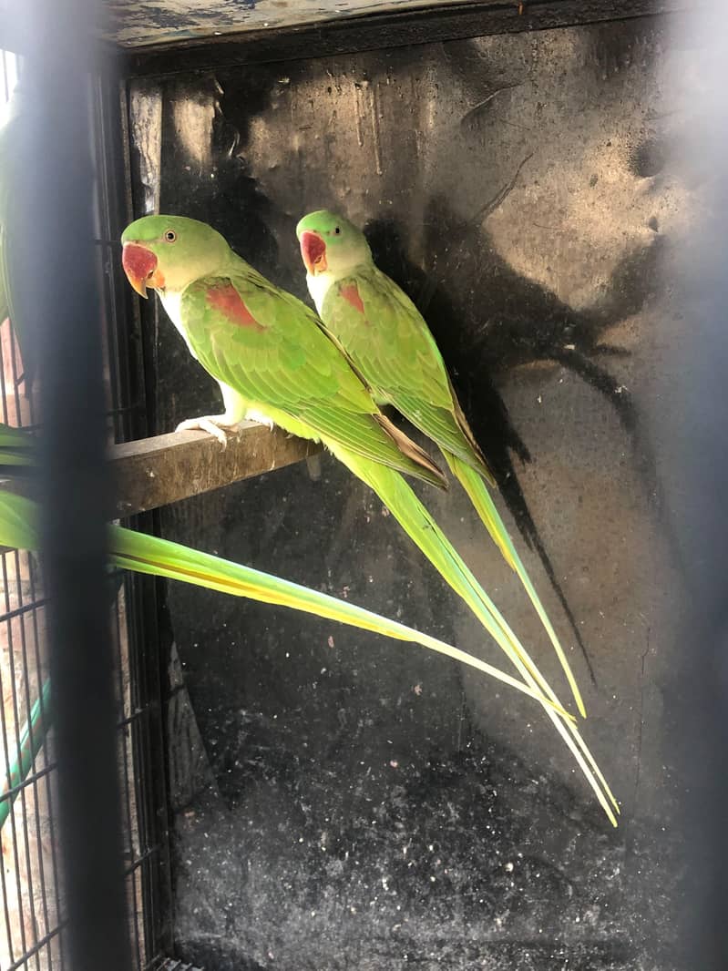 Raw Parrot 0