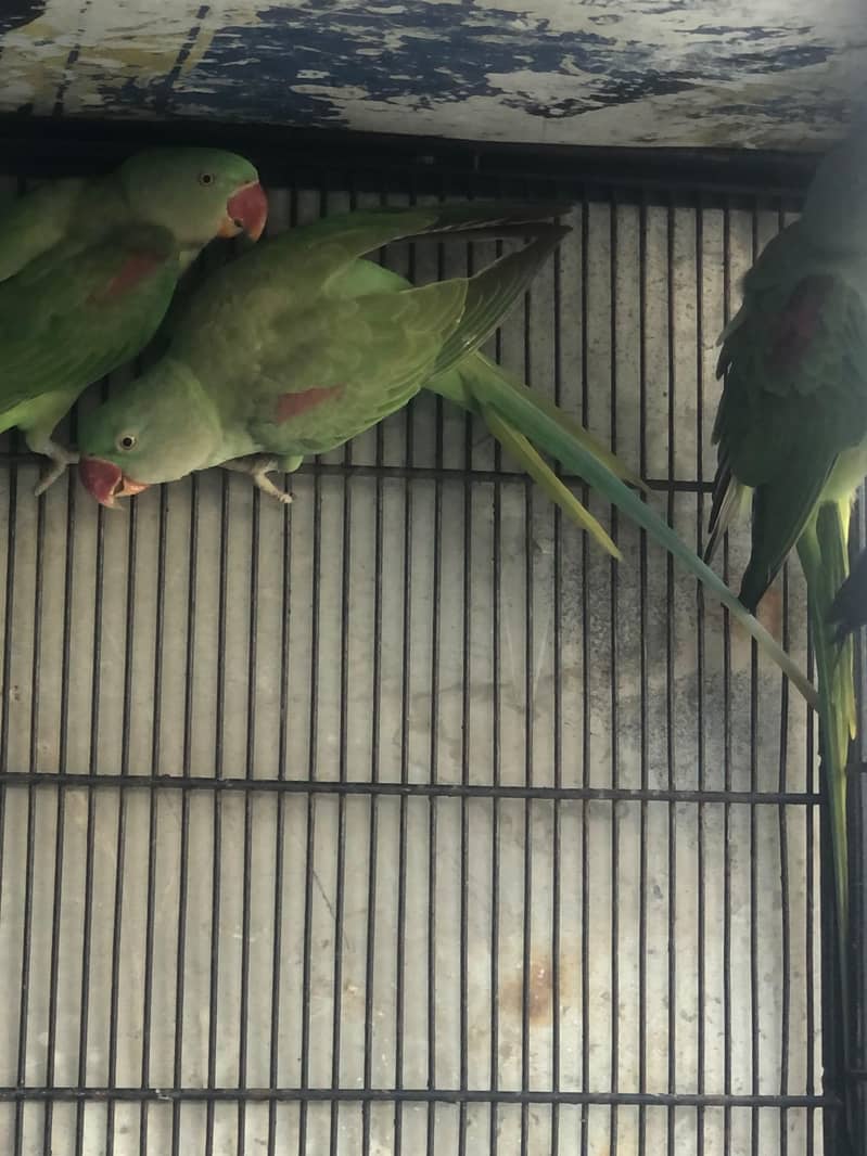 Raw Parrot 1