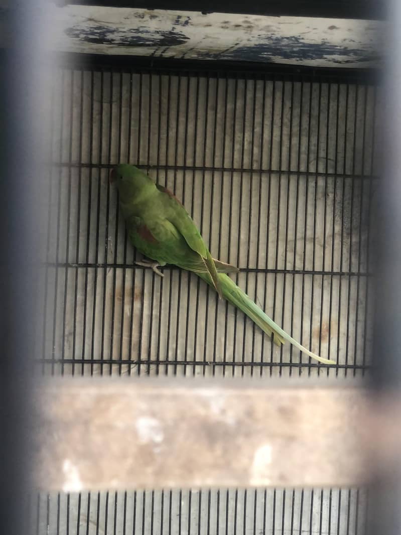 Raw Parrot 2