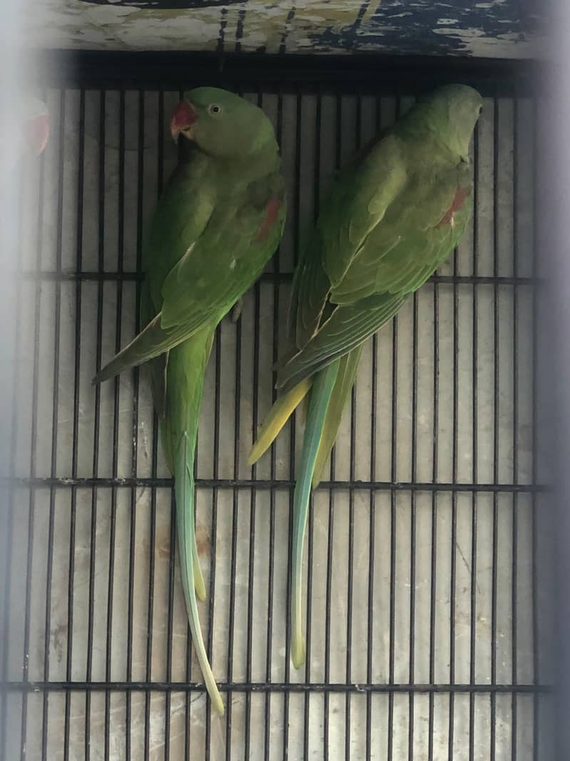 Raw Parrot 3