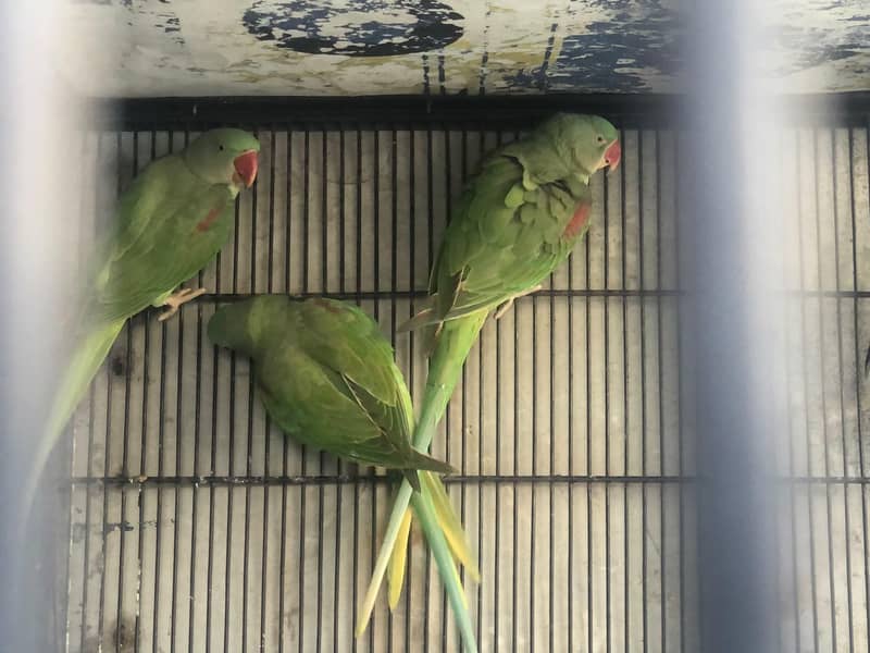 Raw Parrot 4