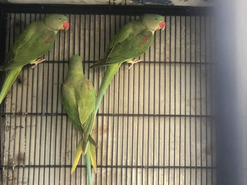 Raw Parrot 5