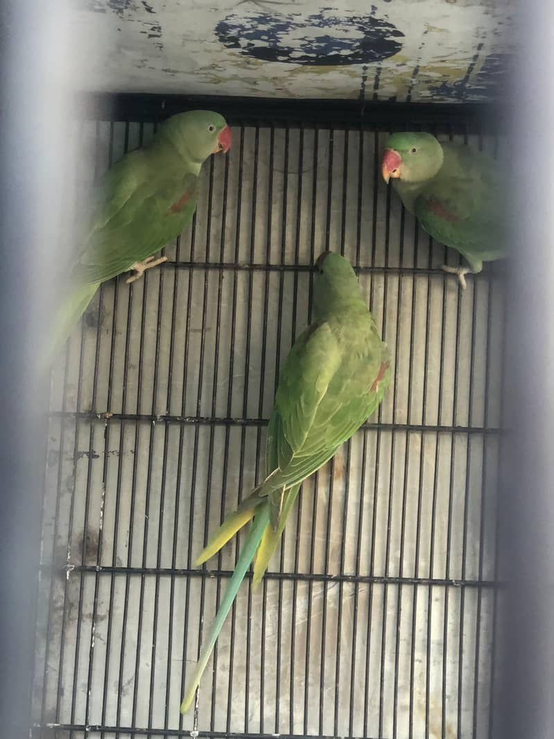 Raw Parrot 6